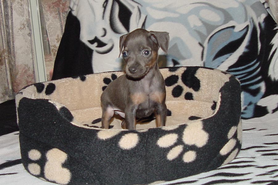Blue/Rust Male
