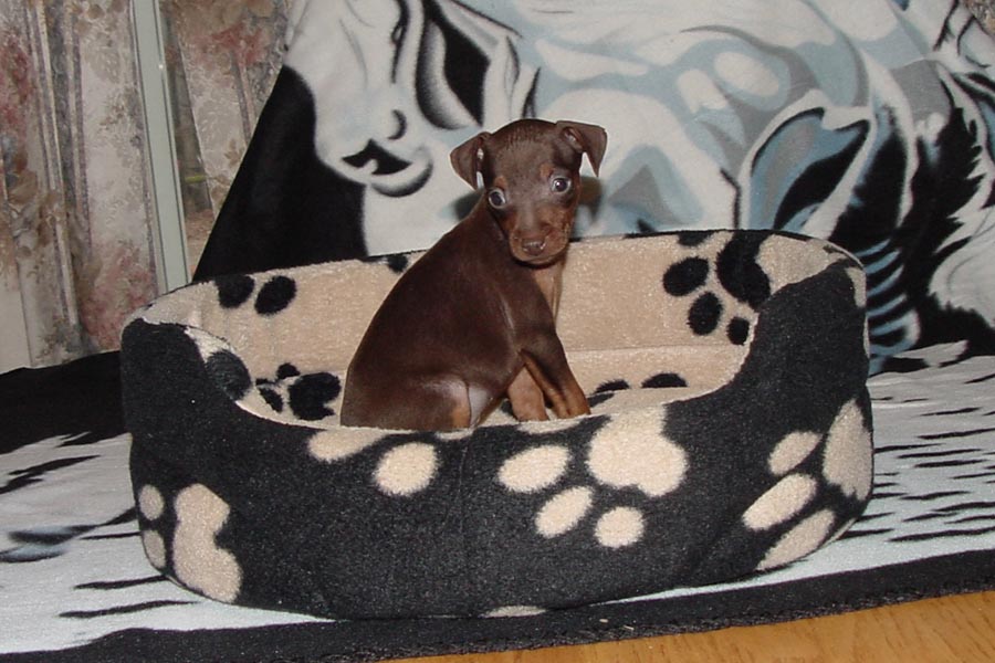 Choc/Tan Male