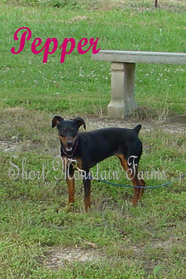 Click to see my pedigree