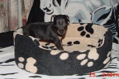 Black/Tan Puppy