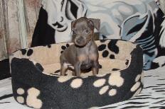 Blue/Rust Male
