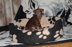 Choc/Tan Male