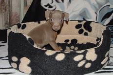 Fawn/Tan Male