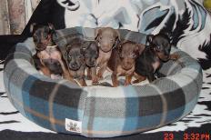 Bonnie & Heath's Litter